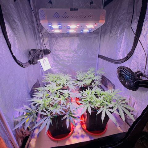 Tropicanna Poison®1 Fast Version growlog timeline photo