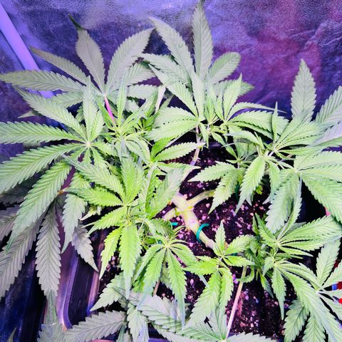 Tropicanna Poison®1 Fast Version growlog timeline photo