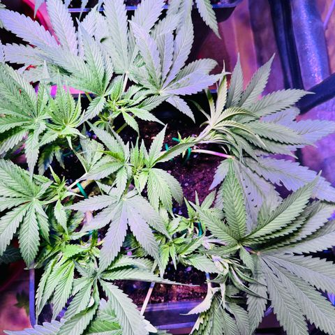 Tropicanna Poison®1 Fast Version growlog timeline photo