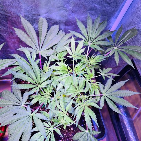 Tropicanna Poison®1 Fast Version growlog timeline photo