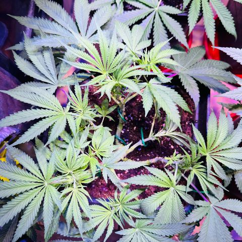 Tropicanna Poison®1 Fast Version growlog timeline photo