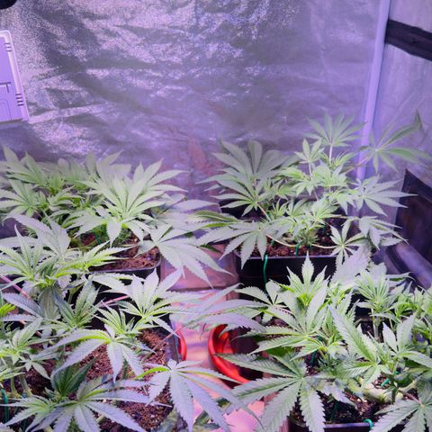 Tropicanna Poison®1 Fast Version growlog timeline photo