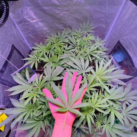 Tropicanna Poison®1 Fast Version growlog timeline photo