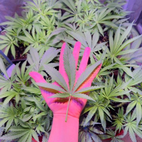 Tropicanna Poison®1 Fast Version growlog timeline photo