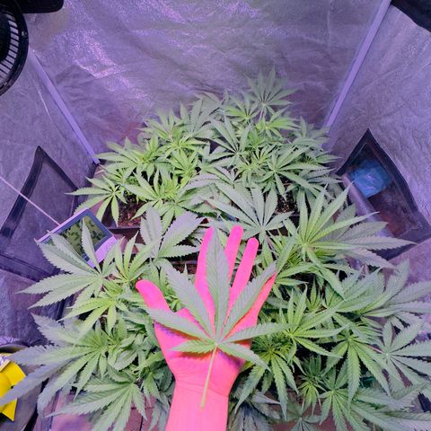 Tropicanna Poison®1 Fast Version growlog timeline photo