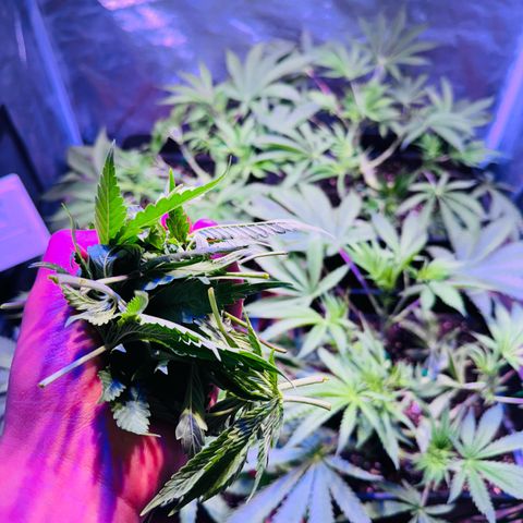 Tropicanna Poison®1 Fast Version growlog timeline photo