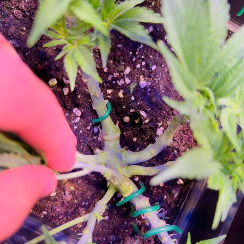 Tropicanna Poison®1 Fast Version growlog timeline photo