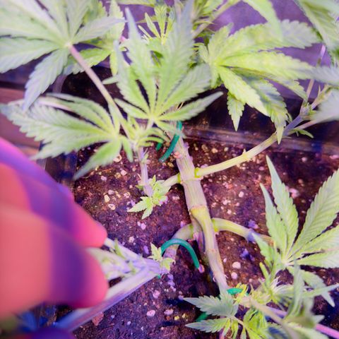 Tropicanna Poison®1 Fast Version growlog timeline photo