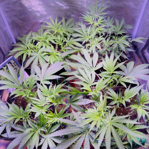 Tropicanna Poison®1 Fast Version growlog timeline photo