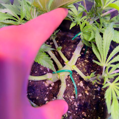 Tropicanna Poison®1 Fast Version growlog timeline photo