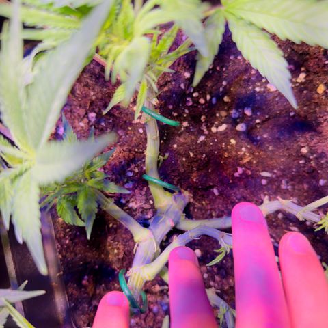 Tropicanna Poison®1 Fast Version growlog timeline photo