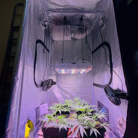 Tropicanna Poison®1 Fast Version growlog timeline photo