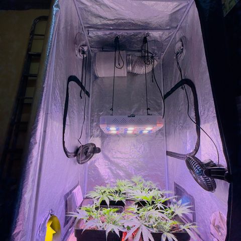Tropicanna Poison®1 Fast Version growlog timeline photo