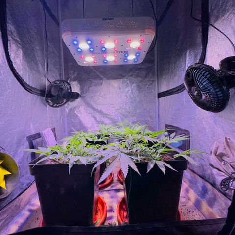 Tropicanna Poison®1 Fast Version growlog timeline photo