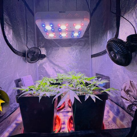 Tropicanna Poison®1 Fast Version growlog timeline photo