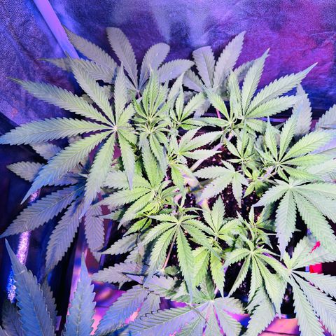 Tropicanna Poison®1 Fast Version growlog timeline photo
