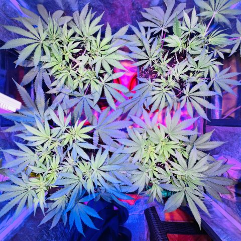 Tropicanna Poison®1 Fast Version growlog timeline photo