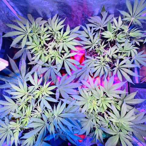 Tropicanna Poison®1 Fast Version growlog timeline photo