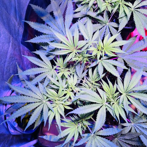 Tropicanna Poison®1 Fast Version growlog timeline photo