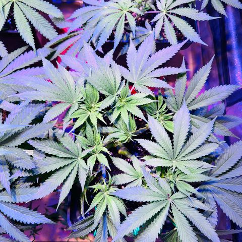 Tropicanna Poison®1 Fast Version growlog timeline photo