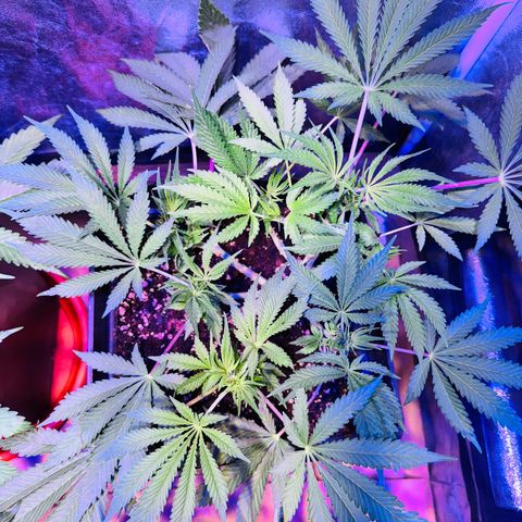 Tropicanna Poison®1 Fast Version growlog timeline photo