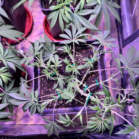 Tropicanna Poison®1 Fast Version growlog timeline photo
