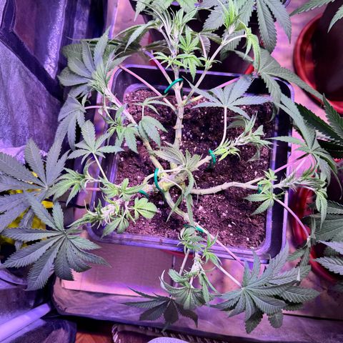 Tropicanna Poison®1 Fast Version growlog timeline photo