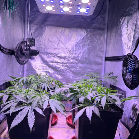 Tropicanna Poison®1 Fast Version growlog timeline photo