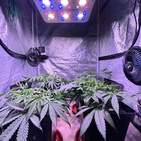 Tropicanna Poison®1 Fast Version growlog timeline photo