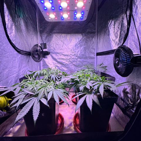 Tropicanna Poison®1 Fast Version growlog timeline photo