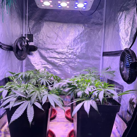 Tropicanna Poison®1 Fast Version growlog timeline photo