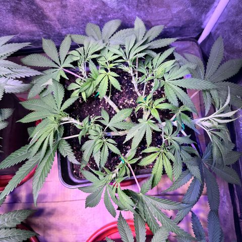 Tropicanna Poison®1 Fast Version growlog timeline photo