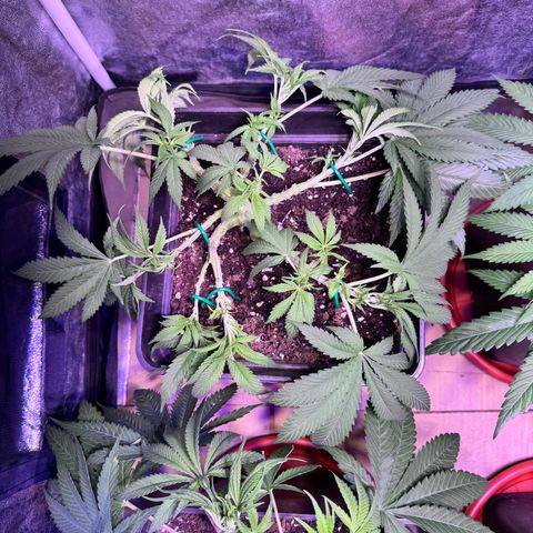 Tropicanna Poison®1 Fast Version growlog timeline photo