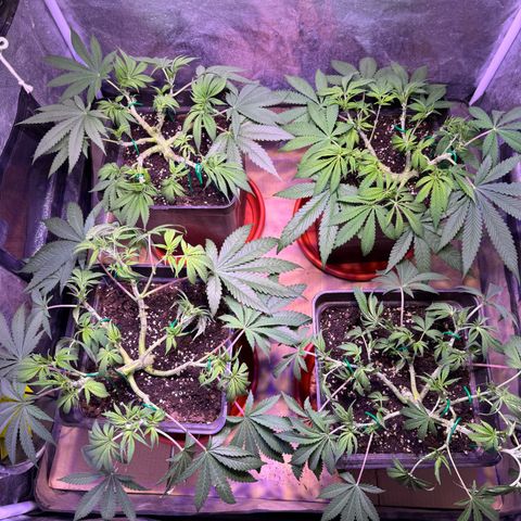 Tropicanna Poison®1 Fast Version growlog timeline photo
