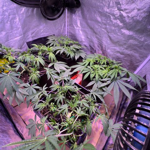 Tropicanna Poison®1 Fast Version growlog timeline photo