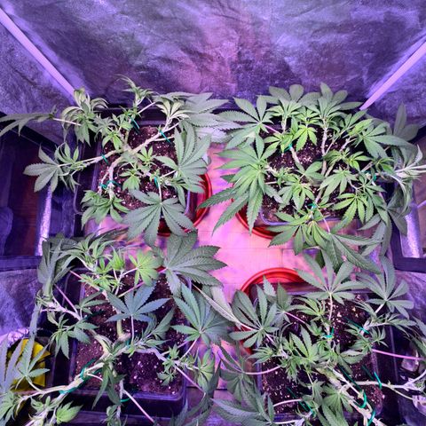 Tropicanna Poison®1 Fast Version growlog timeline photo