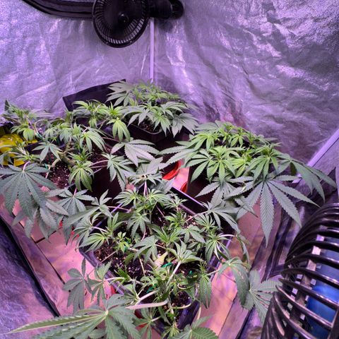 Tropicanna Poison®1 Fast Version growlog timeline photo