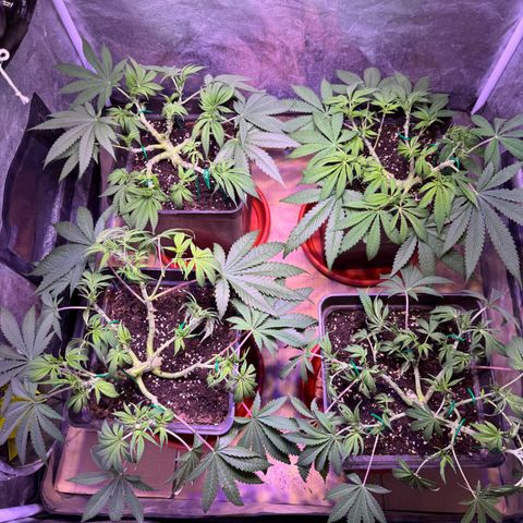 Tropicanna Poison®1 Fast Version growlog timeline photo