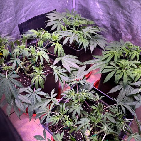 Tropicanna Poison®1 Fast Version growlog timeline photo