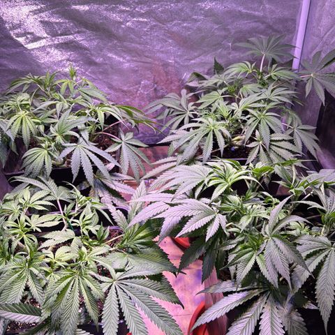 Tropicanna Poison®1 Fast Version growlog timeline photo
