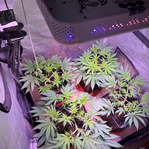 Tropicanna Poison®1 Fast Version growlog timeline photo