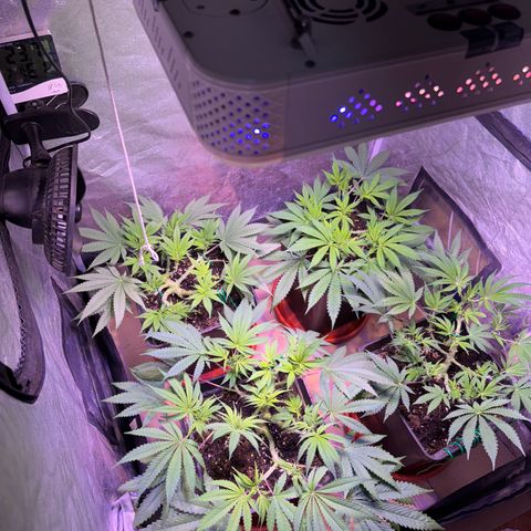 Tropicanna Poison®1 Fast Version growlog timeline photo