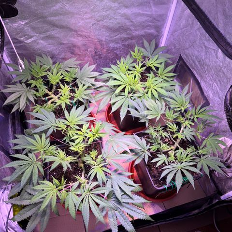 Tropicanna Poison®1 Fast Version growlog timeline photo