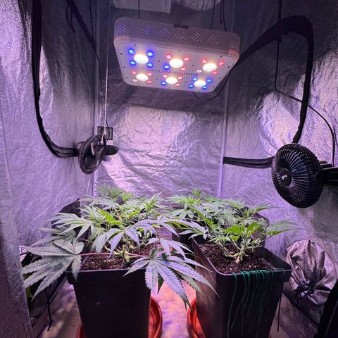 Tropicanna Poison®1 Fast Version growlog timeline photo