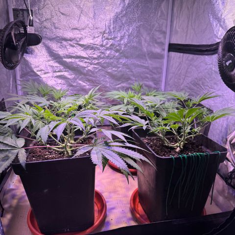 Tropicanna Poison®1 Fast Version growlog timeline photo