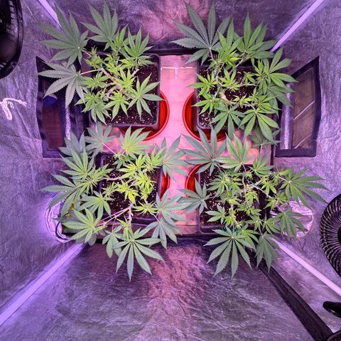 Tropicanna Poison®1 Fast Version growlog timeline photo
