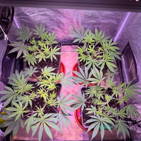 Tropicanna Poison®1 Fast Version growlog timeline photo