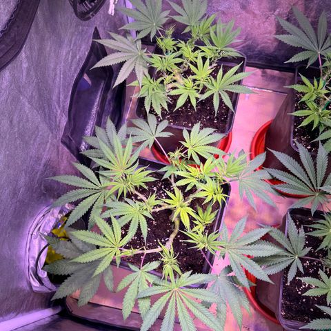 Tropicanna Poison®1 Fast Version growlog timeline photo