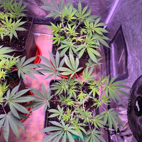Tropicanna Poison®1 Fast Version growlog timeline photo