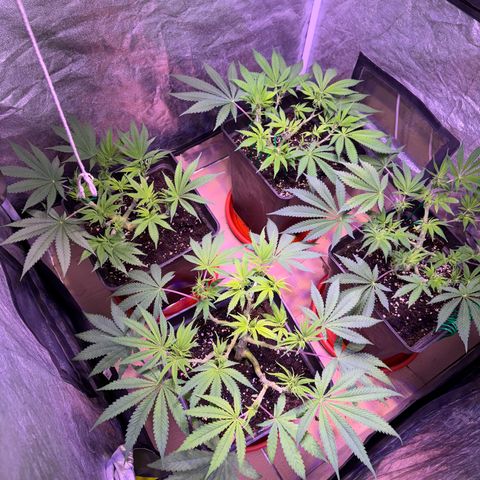 Tropicanna Poison®1 Fast Version growlog timeline photo